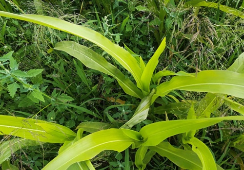 Czynniki wpływające na powodzenie zabiegu odchwaszczania kukurydzy