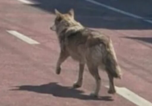 Zrobił „wilka z AI dla zabawy”. Teraz może trafić do więzienia na 5 lat