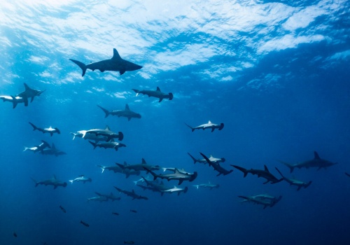 Zaroiło się od rekinów u wybrzeży Australii. Popularne plaże zamknięte