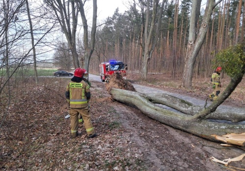 Silny wiatr. Państwowa Straż Pożarna interweniowała już 126 razy