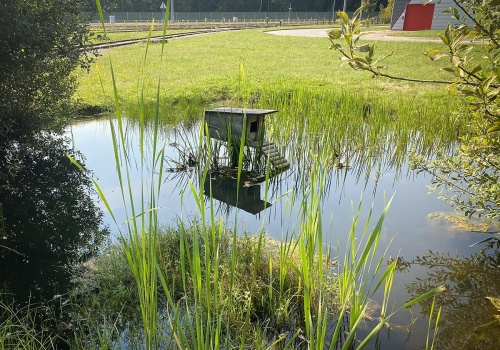 Wiosna na Kabatach. Pszczoły i ptaki z metra