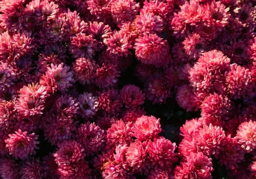 Jedna roślina i pająki znikają z domu. To nie mit