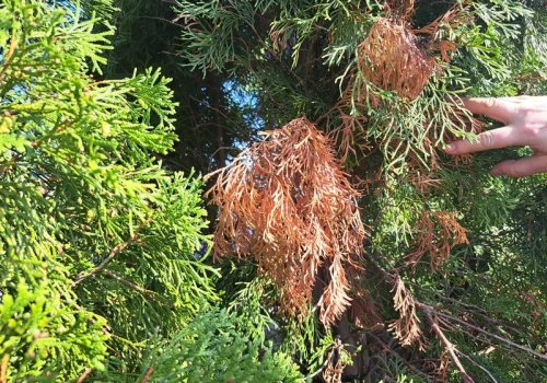 Wiosną wyglądają jak spalone? To nie mróz zniszczył tuje