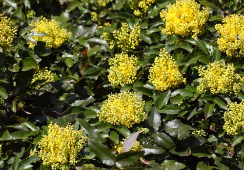 Znudziły ci się tuje? Ten krzew daje prywatność i pięknie kwitnie