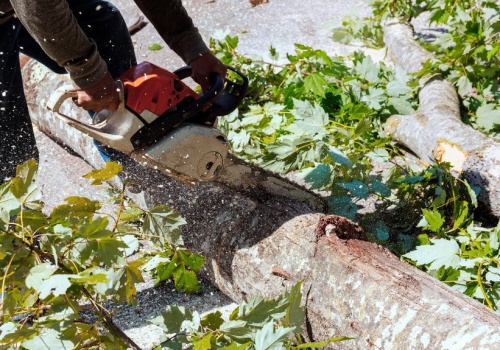 Wycinka drzew na gruntach KOWR