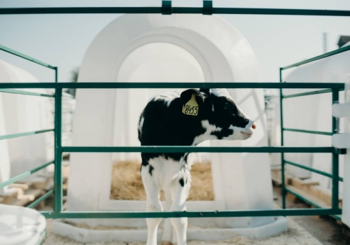 Ukryty problem budek dla cieląt: jakość powietrza