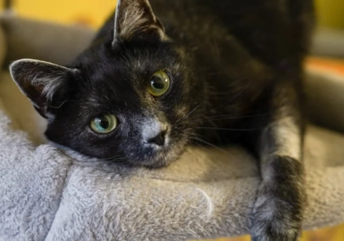 Ruszyły zapisy na bezpłatne kastracje psów i kotów. Sprawdź, gdzie robią te zabiegi