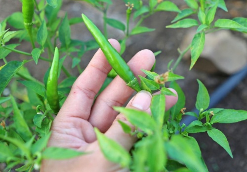 Ten sposób sadzenia fasolki znają tylko doświadczeni ogrodnicy. Zasada 5:30 robi różnicę
