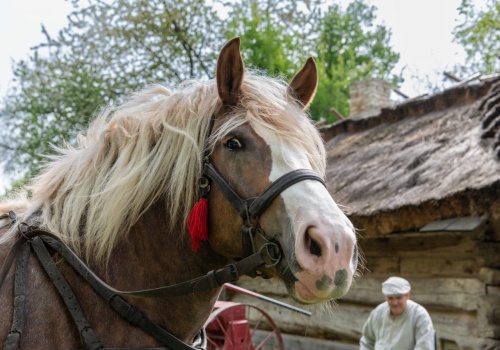 Pokaz Orki Konnej i Wiosennych Prac Polowych w Muzeum Wsi Lubelskiej