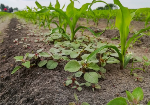 Jak skutecznie odchwaszczać kukurydzę w praktyce?