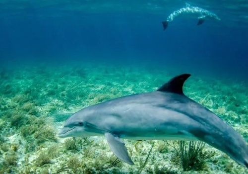 Wojna na Bliskim Wschodzie zagraża życiu w morzach