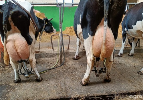 Ceny skupu mleka 2026. Rolnicy pokazują stawki i pytają, gdzie jest dno