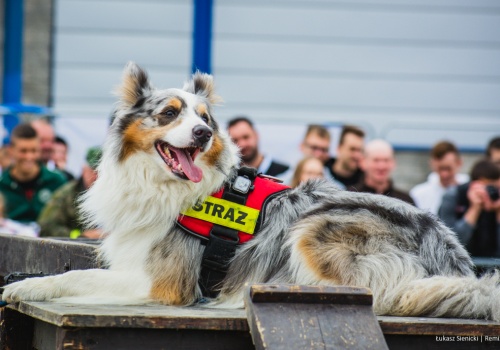 Dzisiaj Dzień Psa Ratowniczego. Bohaterowie na czterech łapach