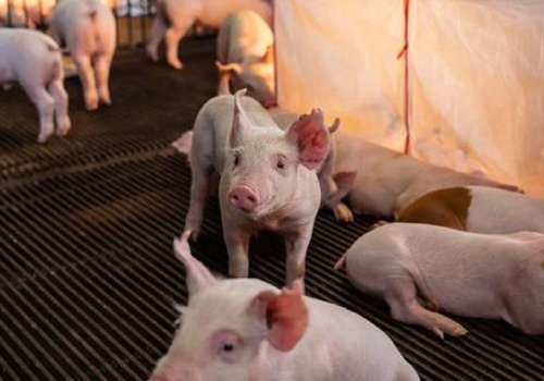 Dania planuje znieść kastrację prosiąt. Co to oznacza dla rynku trzody chlewnej?