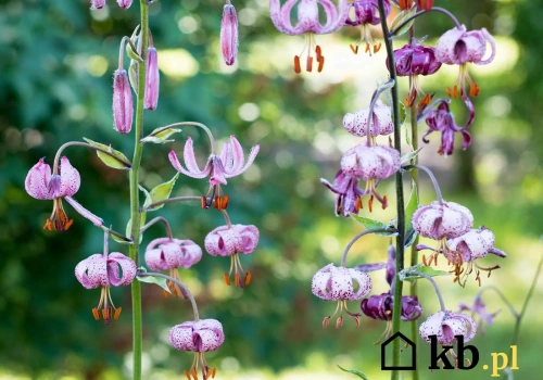 150 cm wysokości, do 40 kwiatów na pędzie i cena cebuli od 10 zł – lilia, która zmienia rabatę nie do poznania