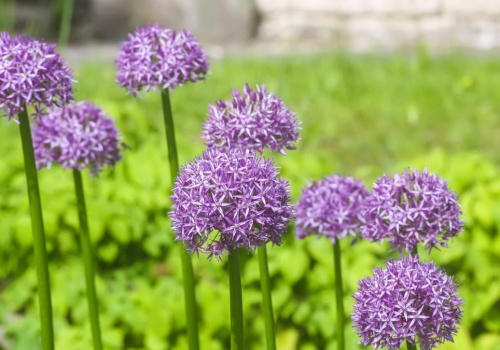 Wystarczy posadzić tą ozdobną roślinę w ogrodzie. Kleszcze przestaną być problemem