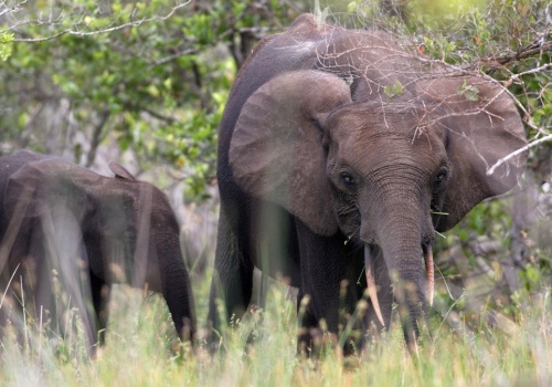 Amerykański milioner nie żyje. Polował w Afryce, zabiły go słonie
