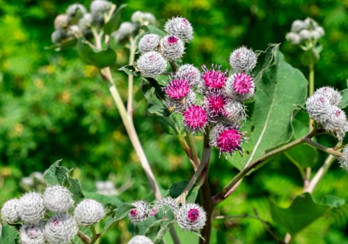 Ten jadalny chwast wzmacnia włosy i skórę. Możesz go wysiać już teraz