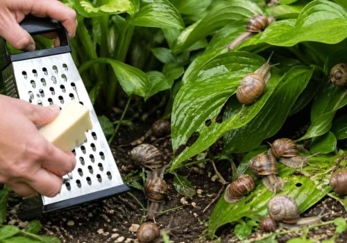 Zetrzyj to i rozsyp w ogrodzie. Rano ślimaków już nie będzie