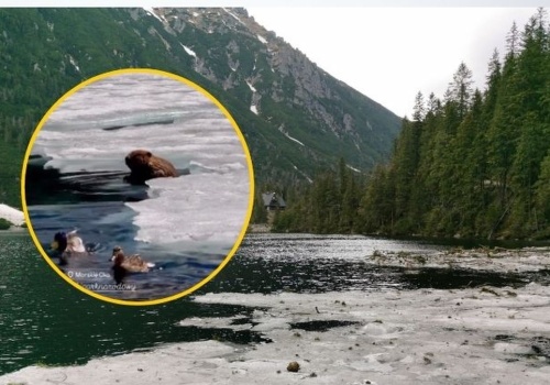 Przyrodnicza sensacja w Tatrach. Oto kto odpoczywał nad Morskim Okiem