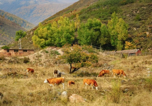 Pryszczyca uderza w hodowle. Setki ognisk w Grecji i na Cyprze, UE wysyła szczepionki