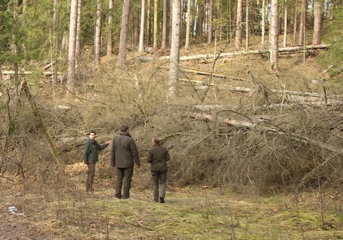 Dron pokazał coś strasznego, leśnicy załamani. Setki hektarów zniszczone