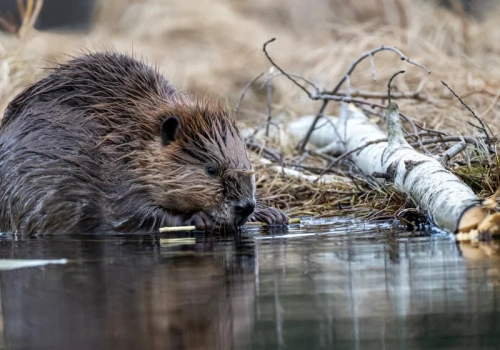 Niezwykły gość nad Morskim Okiem. Turyści zachwyceni widokiem