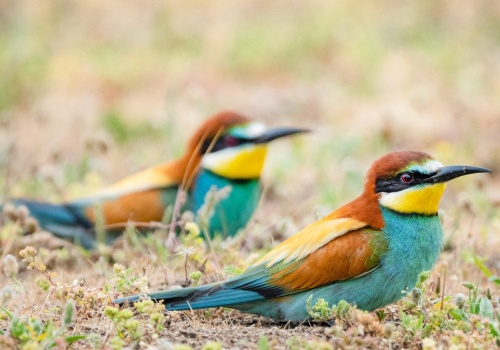 To najbardziej kolorowe polskie ptaki. Ile z nich widujesz?