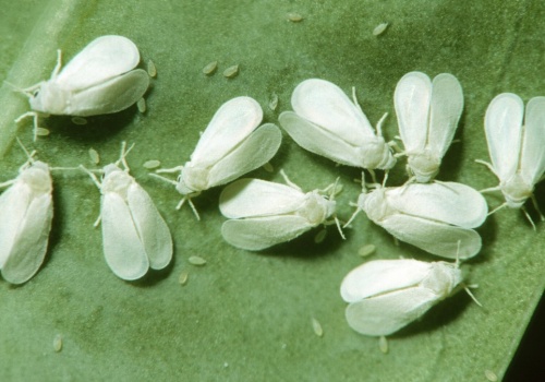 Białe muszki żerują na ogórkach i pomidorach? Tak się ich pozbędziesz