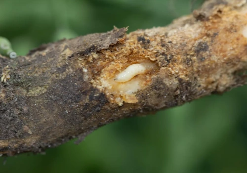 Białe larwy na korzeniach rzepaku. Czy śmietka kapuściana zagraża plantacjom wiosną?