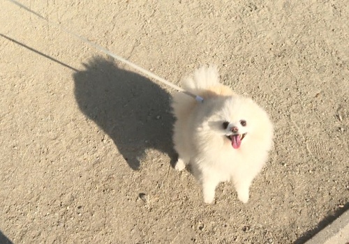 Polskie psy mogą bardzo cierpieć. Tak wyrządzamy im ogromną krzywdę