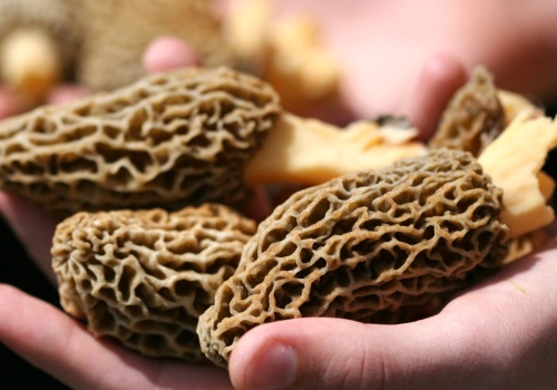 Nawet 2000 zł za kilogram. Wiosenny rarytas trafił na OLX, policja zapowiada ostrzejsze kary