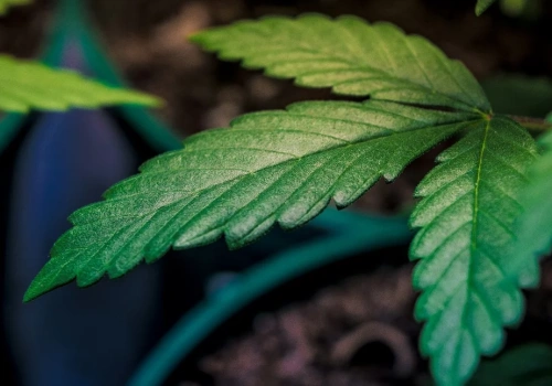 USA łagodzą przepisy o marihuanie medycznej. Nowe regulacje mają wspierać badania i leczenie