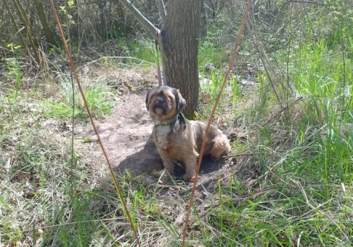 Pies przywiązany do drzewa i zostawiony. Poszukiwany jest właściciel czworonoga