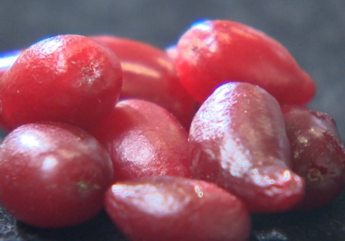 Ten owoc był hitem PRL. Teraz może być skarbem rolników w Polsce