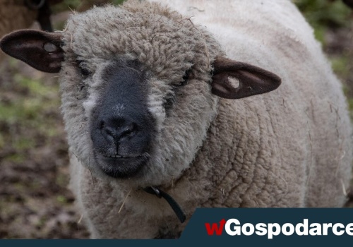 Bacowie załamani: wełna dziś nic nie warta