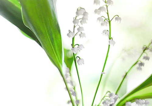 Wyspa Konwaliowa i inne bajkowe miejsca na mapie Polski. 