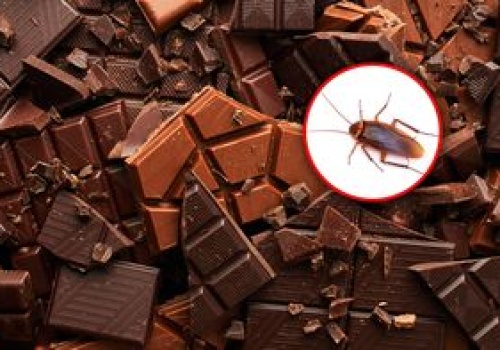 Nie chcesz wiedzieć. Tyle owadów może być w twojej czekoladzie