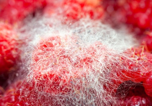 Ukryte zagrożenie w jedzeniu. Te pleśnie mogą prowadzić do raka wątroby