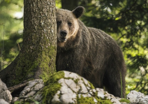 Demolują drzwi, zjadają kury i kozy. 
