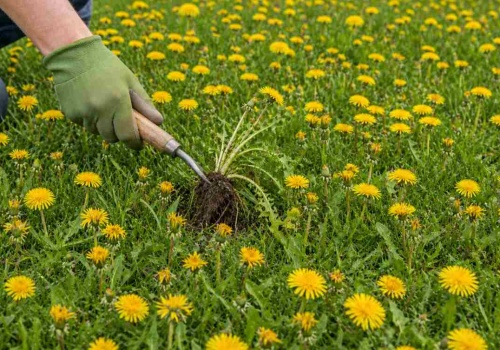 Twoi sąsiedzi mają mlecze? Pokaż im to narzędzie, a będą Ci wdzięczni