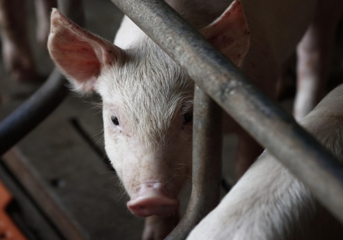 Największy rosyjski holding zamknął trzy fermy trzody. Przez ukraińskie naloty
