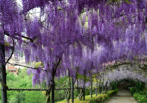 Ma aż 70 metrów długości i kwitnie tylko chwilę. Ten tunel zwala z nóg