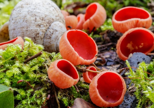 Kusi dostojnym szkarłatem, ale szukać trzeba jej w rowach. Ten grzyb rośnie teraz w polskich lasach
