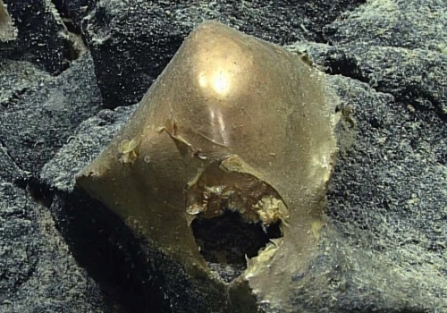 Na dnie oceanu spoczywała tajemnicza złota kula. Po latach naukowcy ujawnili, czym jest