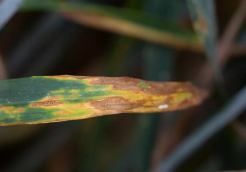 Choroby grzybowe na oziminach: septorioza, plamistość i łamliwość podstawy źdźbła