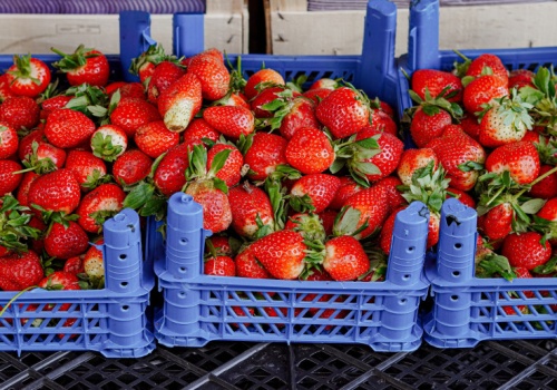 Eksperci alarmują: tak rozpoznasz polskie truskawki. Ten detal zdradza prawdę