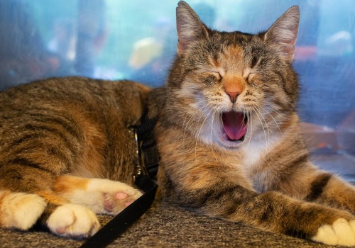 Za prawie 13 mln zł powstanie Dom Gdańskiego Kota. Inwestycja w dobrostan zwierząt