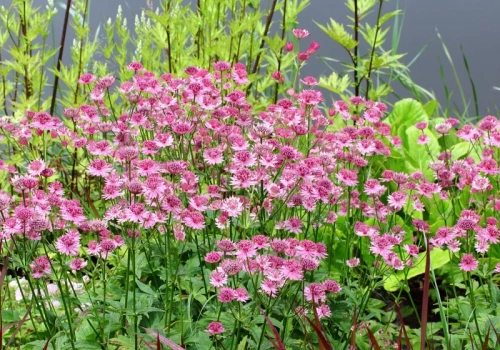 Cień w ogrodzie przestaje być problemem. Te 9 bylin robi spektakularny efekt bez słońca