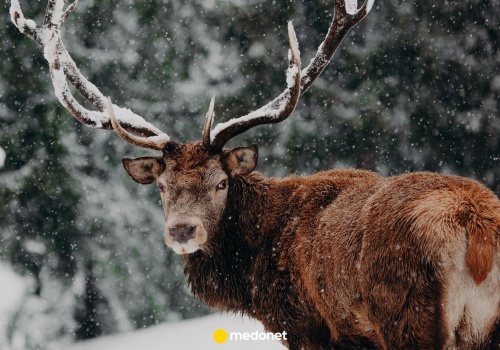 40 lat temu Czarnobyl dotarł aż do norweskiej tundry. 